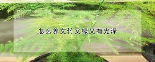 怎么养文竹又绿又有光泽,第1图