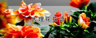 大理花花语,第1图