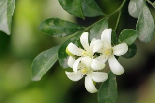 九里香的花期是什么时候，每年4月开花（花期为4个月）,第5图