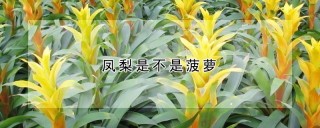 凤梨是不是菠萝,第1图