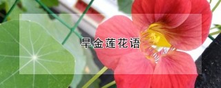 旱金莲花语,第1图