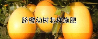 脐橙幼树怎样施肥,第1图