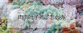 肉肉叶子蔫了怎么办,第1图