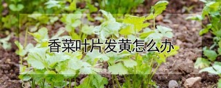 香菜叶片发黄怎么办,第1图