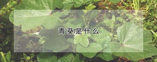 青葵是什么,第1图