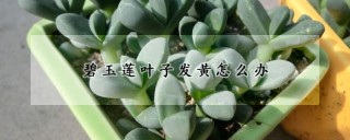 碧玉莲叶子发黄怎么办,第1图