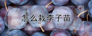 怎么栽李子苗,第1图