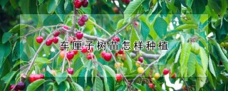 车厘子树苗怎样种植,第1图