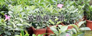 双喜藤花语,第1图