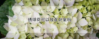 绣球花可以放在卧室吗,第1图