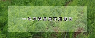 一年芦笋苗用不用割苗,第1图