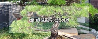 如何让黑松又矮又粗,第1图