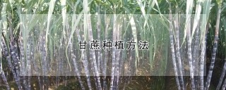 甘蔗种植方法,第1图