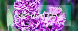 风信子为什么只能养一年,第1图