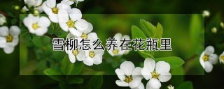 雪柳怎么养在花瓶里,第1图