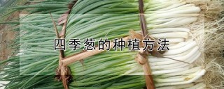 四季葱的种植方法,第1图