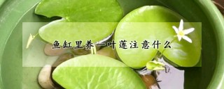 鱼缸里养一叶莲注意什么,第1图