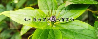 七叶莲放室内对人有害吗,第1图