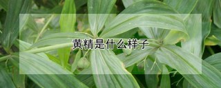 黄精是什么样子,第1图