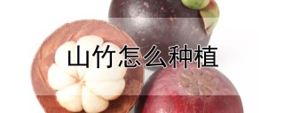 山竹怎么种植,第1图