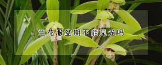 兰花服盆期不能见光吗,第1图