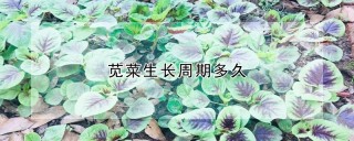 苋菜生长周期多久,第1图