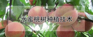 水蜜桃树种植技术,第1图