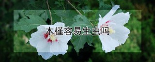 木槿容易生虫吗,第1图