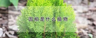 圆柏是什么植物,第1图