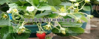 阳台草莓怎样种植和管理,第1图