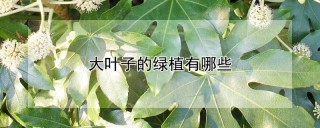 大叶子的绿植有哪些,第1图