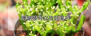 珊瑚棒可以放卧室吗,第1图