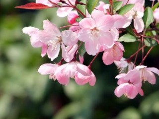 海棠花什么时候开花，盆栽海棠花花期多久,第5图