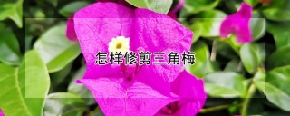 怎样修剪三角梅,第1图