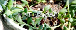 情人泪腐烂的原因,第1图