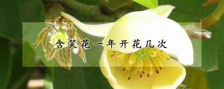 含笑花一年开花几次,第1图