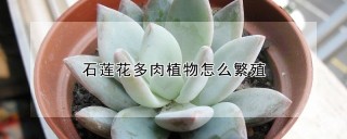 石莲花多肉植物怎么繁殖,第1图