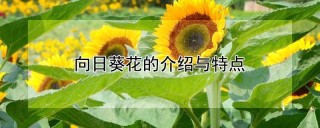 向日葵花的介绍与特点,第1图