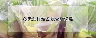 冬天怎样给盆栽套袋保温,第1图