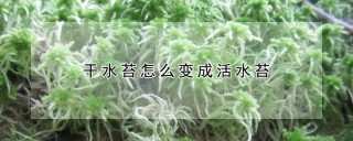 干水苔怎么变成活水苔,第1图