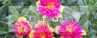 家庭阳台适合养的花卉,第1图