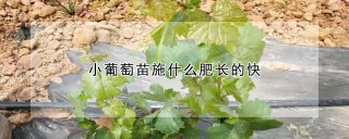 小葡萄苗施什么肥长的快,第1图