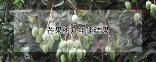 芒果树几年能结果,第1图