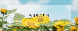 向日葵几月种,第1图