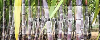 甘蔗种植时间和方法,第1图