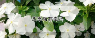 四季梅有毒吗,第1图