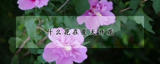 什么花在夏天开花,第1图