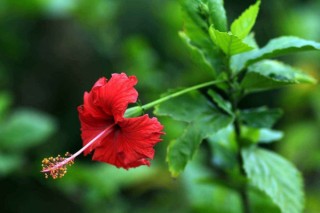 扶桑花的寓意是什么，服丧尽孝/新鲜的恋情等,第1图