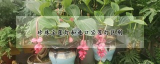 珍珠宝莲灯和进口宝莲灯区别,第1图