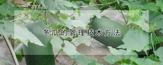 冬瓜的管理技术方法,第1图